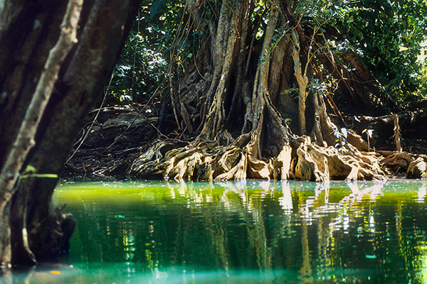 Indian River, Dominica