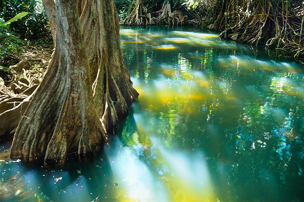 Indian River, Dominica