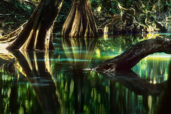 Indian River, Dominica