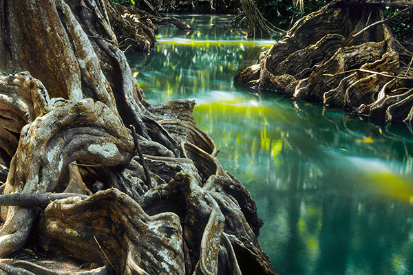 Indian River, Dominica