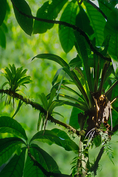 Boiling Lake, Dominica