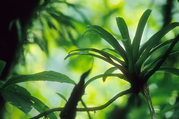 Rainforest, Dominica