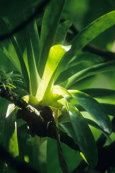 Rainforest, Dominica