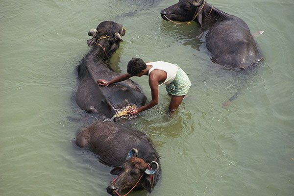 Life in Ganges Delta, India