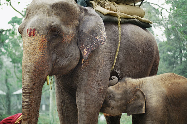 Elephants in Jaldapara NP, India