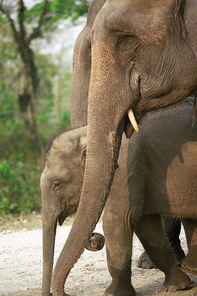 Elephants in Jaldapara NP, India