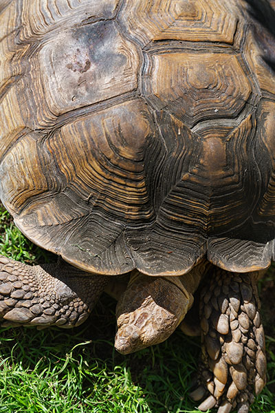 Aldabra Giant Tortoise, Conservation Park, Martinique