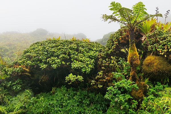 Mount Peleé Volcano, Martinique