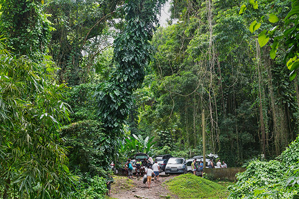 Rainforest, Martinique