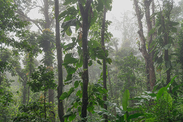 Rainforest, Martinique