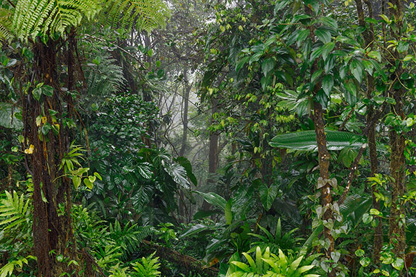 Rainforest, Martinique
