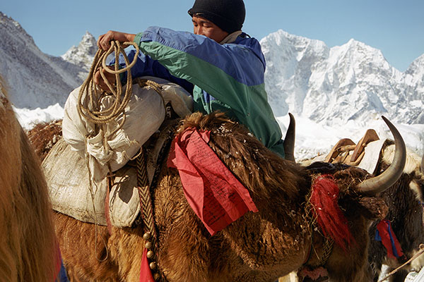 Sherpa And Yak At Everest Base Camp, Sagarmatha NP, Nepal