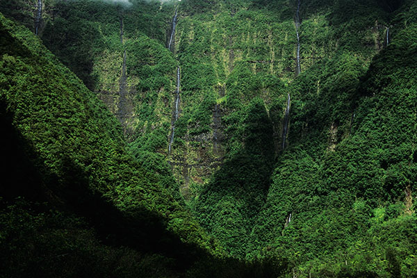 Bébour-Bélouve Forest, Reunion