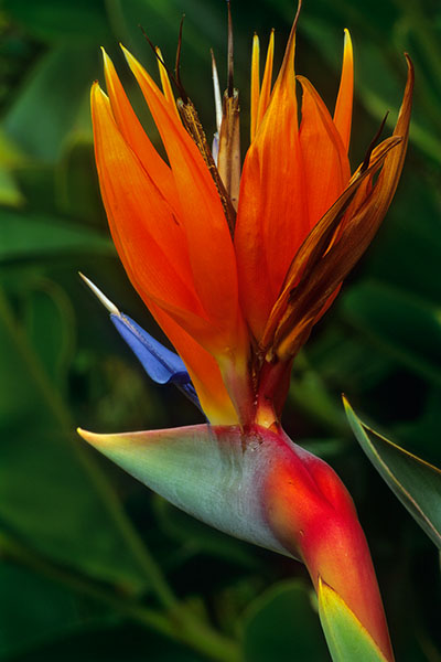 Strelitzia, Reunion