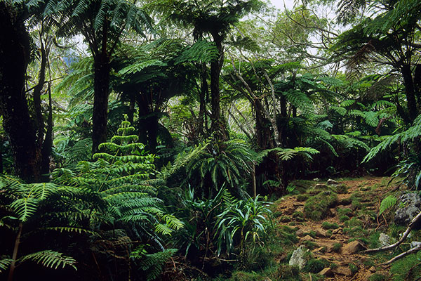 Bébour-Bélouve Forest, Reunion