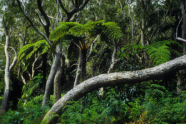 Bébour-Bélouve Forest, Reunion