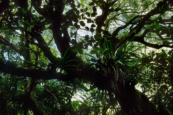 Bébour-Bélouve Forest, Reunion