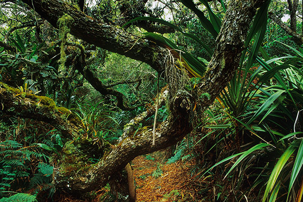 Bébour-Bélouve Forest, Reunion