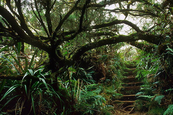 Bébour-Bélouve Forest, Reunion