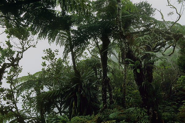 Bébour-Bélouve Forest, Reunion