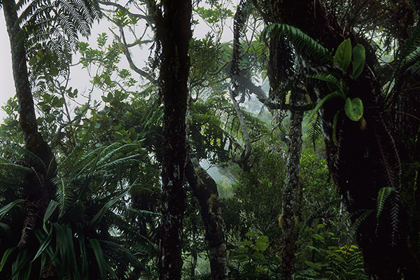 Bébour-Bélouve Forest, Reunion