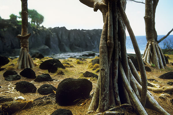 Vacoa Trees, Reunion