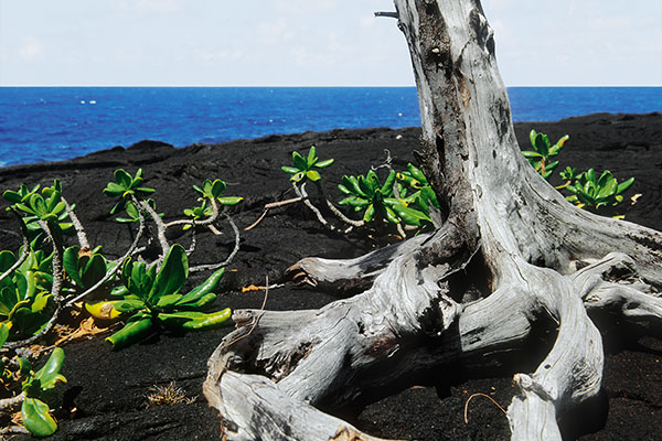 Southern Lava Field Seashore, Reunion