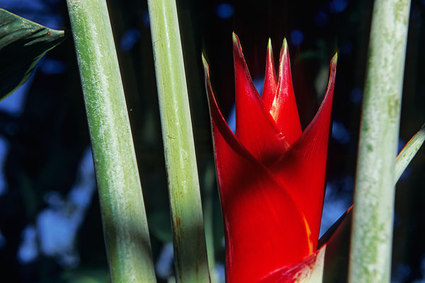 Cirque of Mafate, Reunion