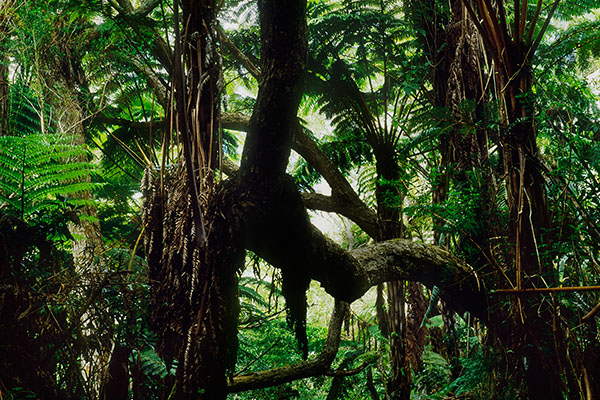 Bébour-Bélouve Forest, Reunion