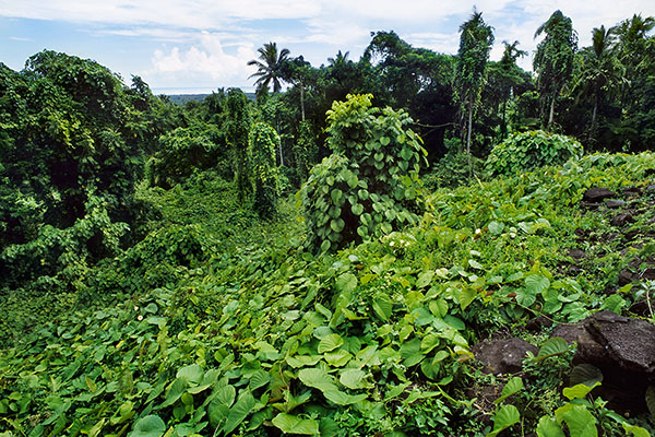 View from Pulemelei Mound, Savai’i Island, Samoa
