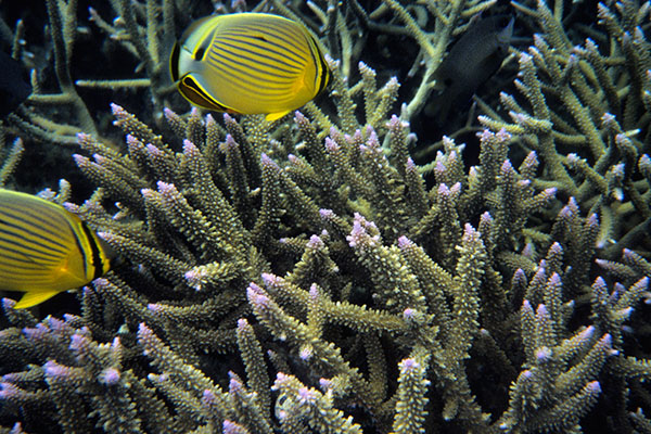 Underwater world, Lalomanu Beach, Upolu Island, Samoa