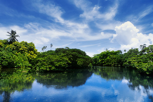 The Mangrove Garden, Upolu Island, Samoa