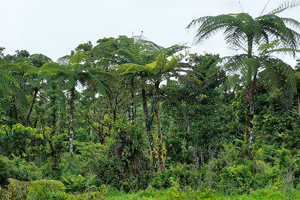 Midland Plateau, Upolu Island, Samoa