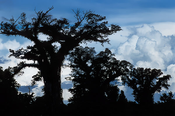 Giant Banyan Trees, Samoa