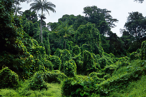O Le Pupu’Pue NP, Upolu Island, Samoa