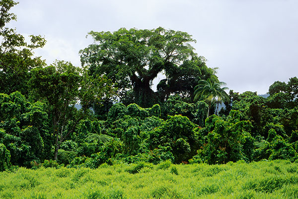 O Le Pupu’Pue NP, Upolu Island, Samoa