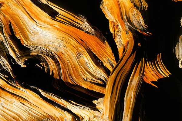 Ancient Bristlecone Pine, Great Basin NP, USA