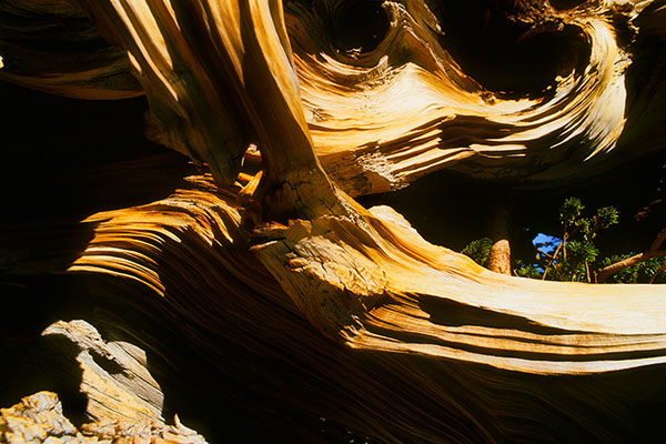 Ancient Bristlecone Pine, Great Basin NP, USA