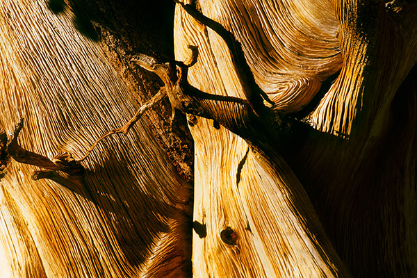 Ancient Bristlecone Pine, Great Basin NP, USA