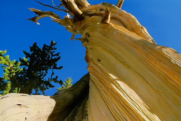 Ancient Bristlecone Pine, Great Basin NP, USA