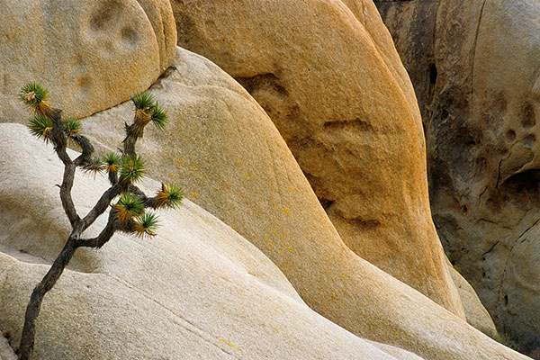 Joshua Tree NP, USA