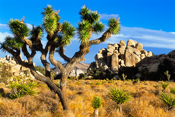 Joshua Tree NP, USA