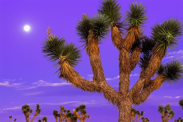 Joshua Tree NP, USA