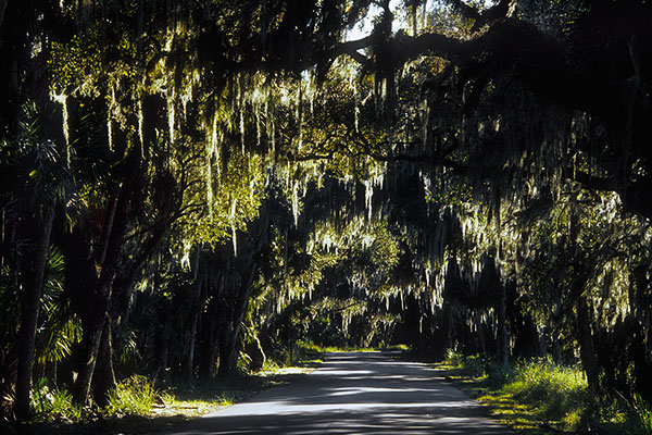Myakka River SP, Florida, USA