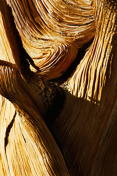 Bristlecone Pine, Great Basin NP, USA