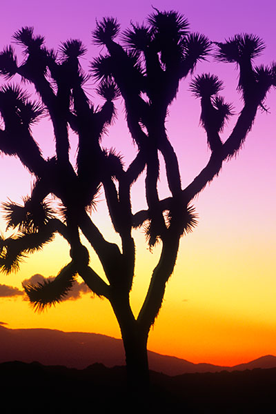 Joshua Tree NP, USA