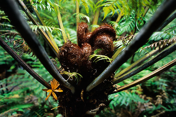 Coromandel Peninsula, New Zealand