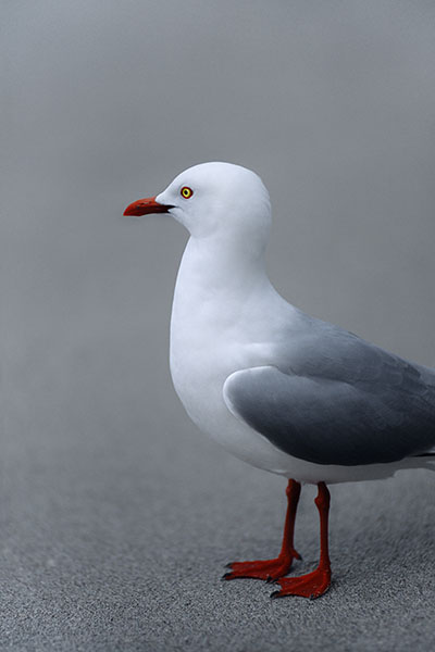 Endemic Red-Billed Gull, New Zealand