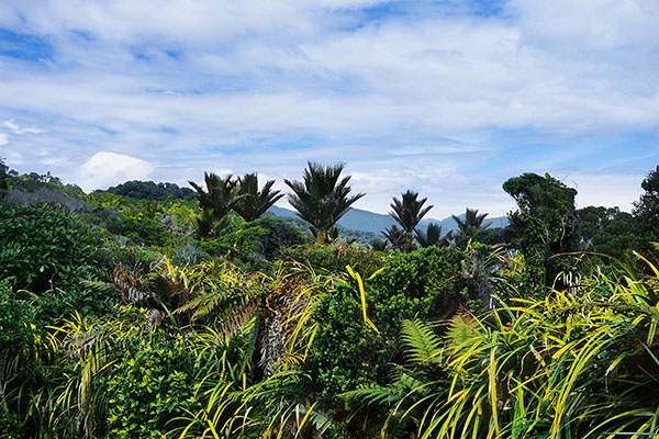 Paparoa National Park, New Zealand