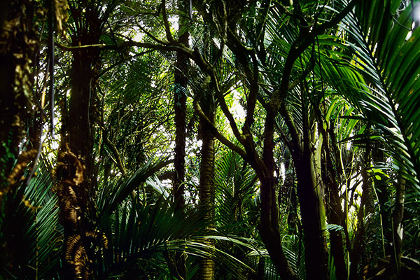 Paparoa National Park, New Zealand